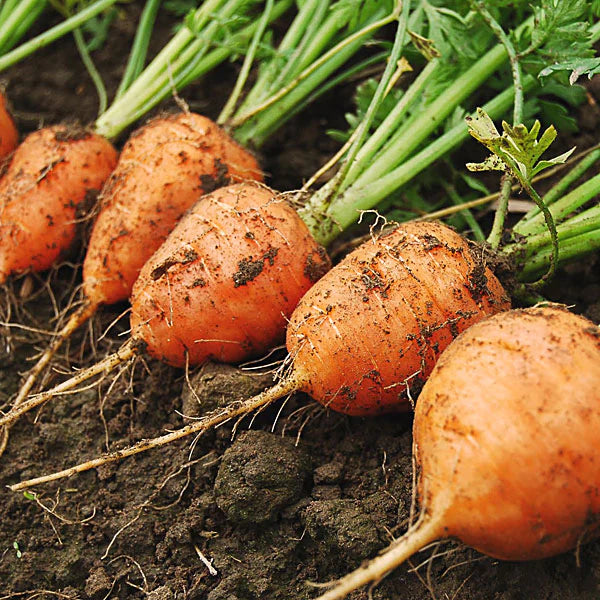 Premium Parisian Carrot Seeds  Ideal for Planting
