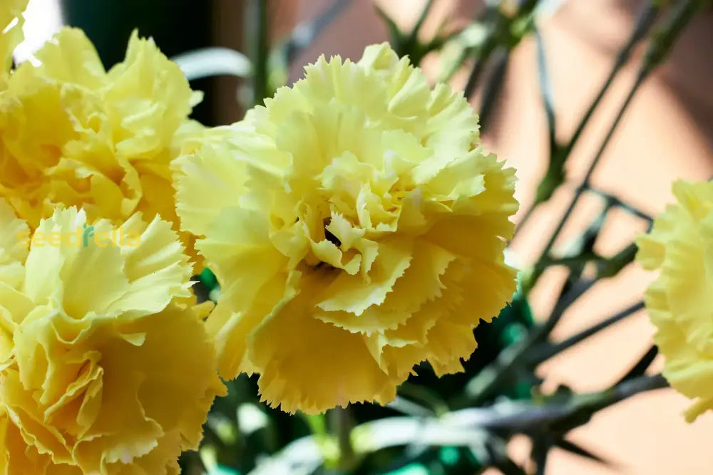 Non GMO yellow Caryophyllus seeds
