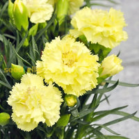 Yellow Caryophyllus seeds for planting