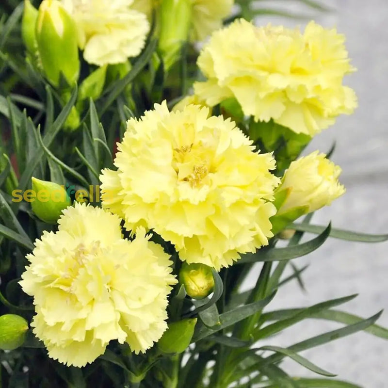 Yellow Caryophyllus seeds for planting