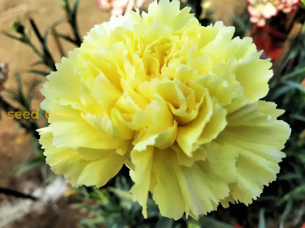 Yellow Caryophyllus flowering seeds for gardens