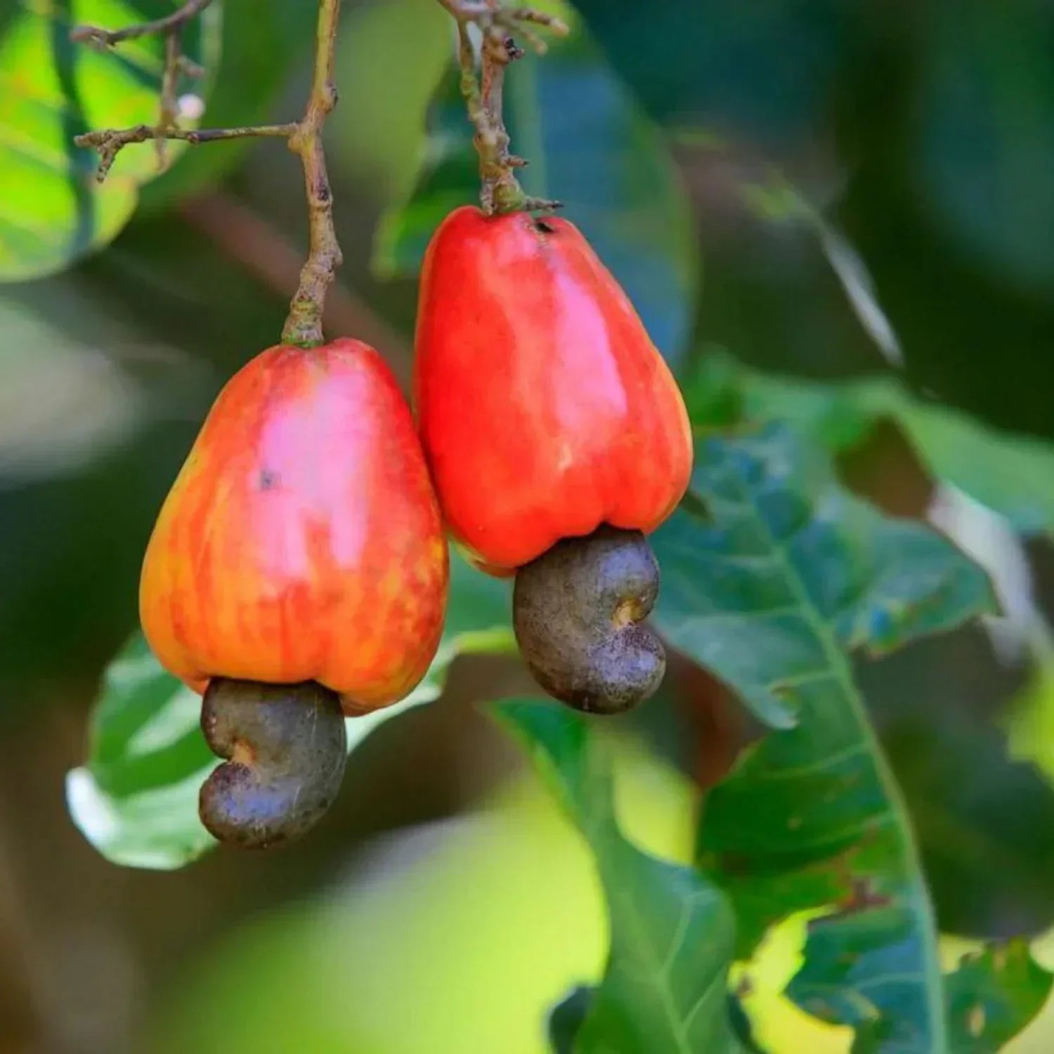 Mixed Cashew Tree Seeds For Planting - Nutty Flavor!