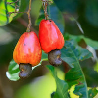 Mixed Cashew Tree Seeds For Planting - Nutty Flavor!