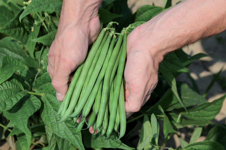 Green Sieve Bean Seeds for Easy Planting