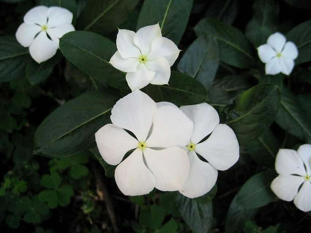 Ornamental White Catharanthus seeds for landscapes