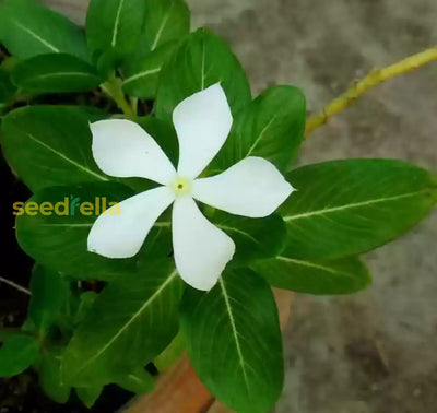 100 Pcs