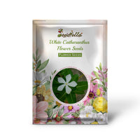 White Catharanthus garden seeds for outdoor planting