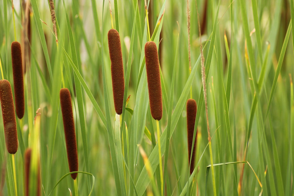 Brown Sausage Seeds for Planting