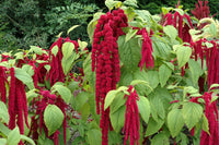 Mixed Caudatus flowering seeds for gardens