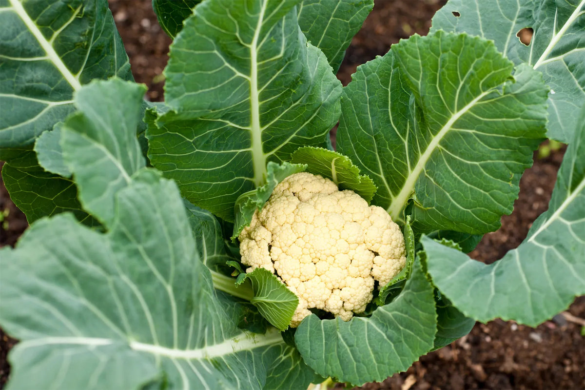 Cauliflower Seeds for Planting Brassica Oleracea vegetable patch urban garden