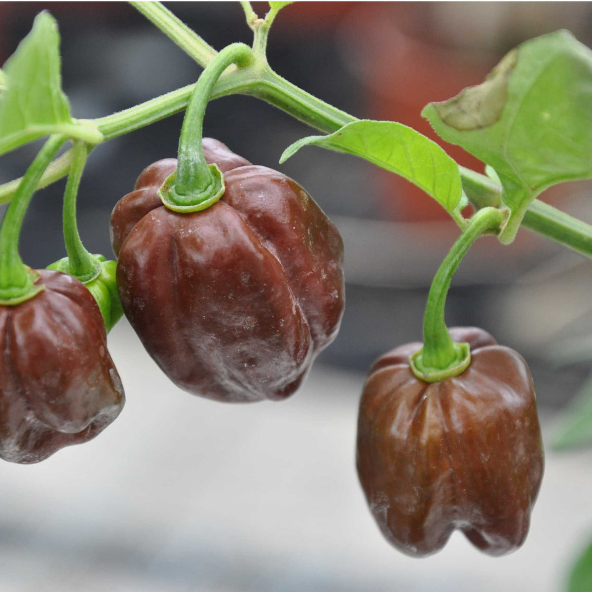 Chocolate Habanero Pepper Seeds for Home Gardening