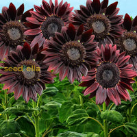 Non GMO Chocolate sunflower seeds