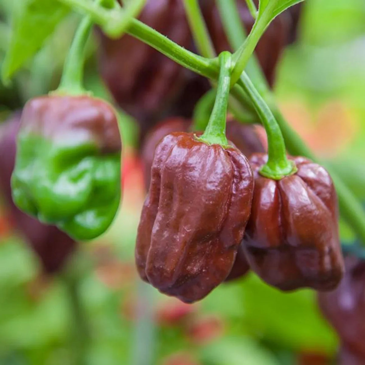 Chocolate Pepper Seeds for Easy Planting