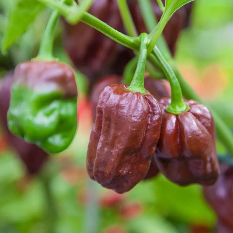 Chocolate Habanero Pepper Seeds for Home Gardening