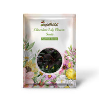 Chocolate Lily garden seeds for outdoor planting