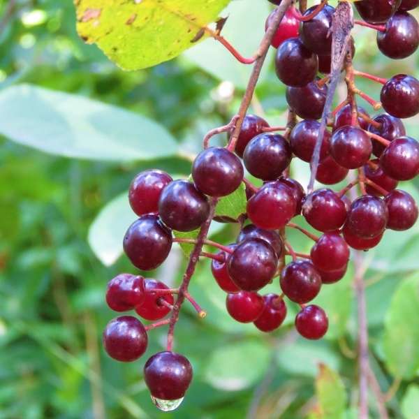 Chokecherry Seeds for Planting