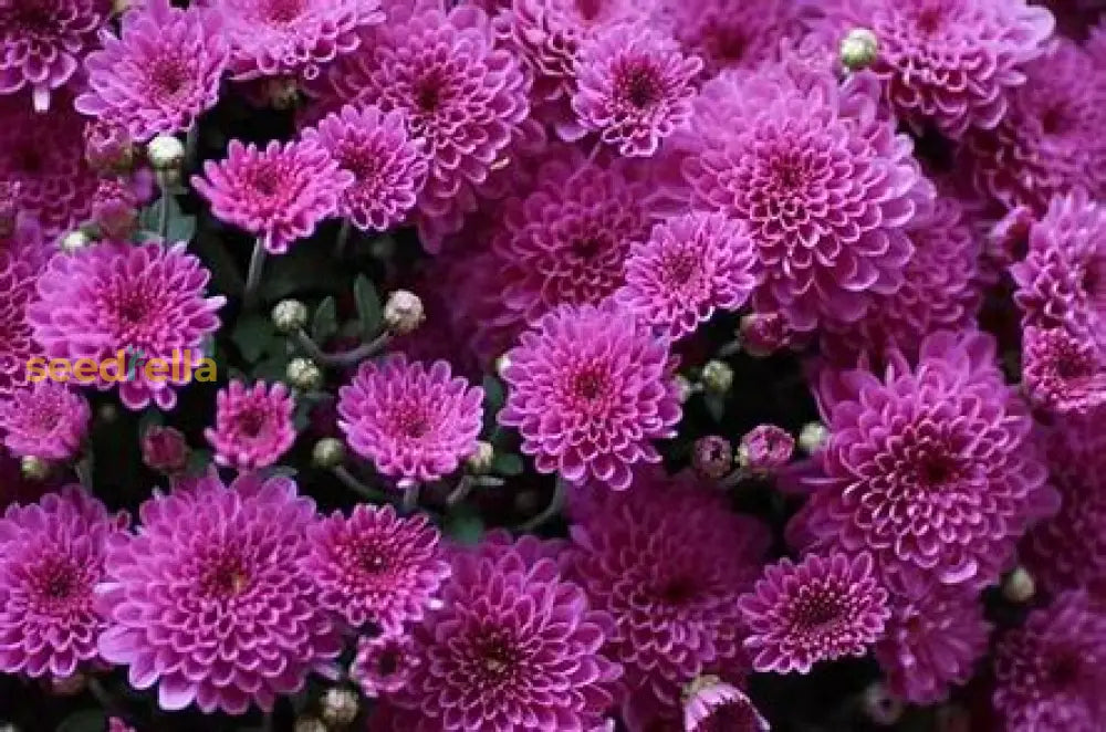 Non GMO green and white chrysanthemum seeds