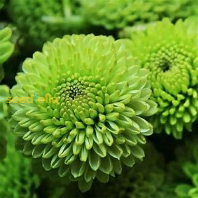100 Pcs