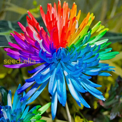 100 Pcs