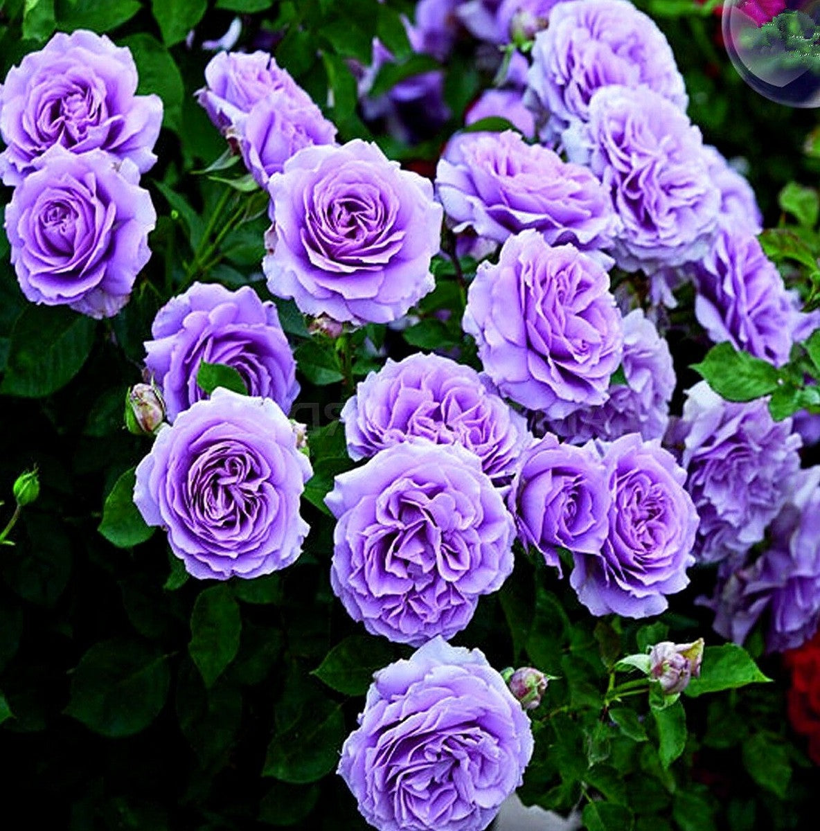 Climbing rose flowering seeds for gardens