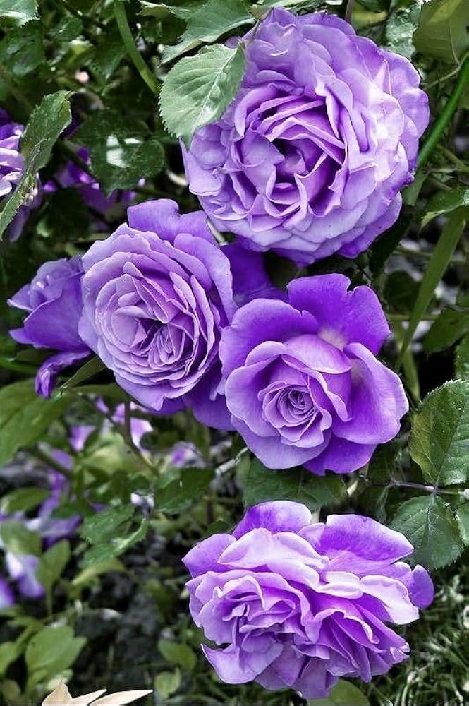 Non GMO climbing rose seeds
