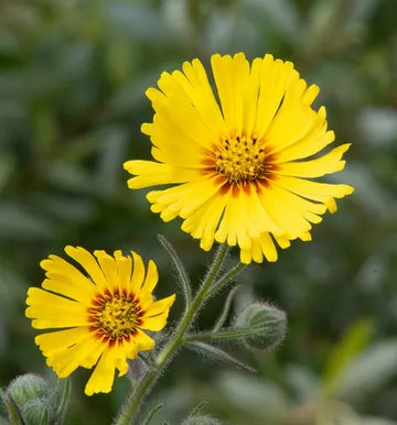 Yellow Coreopsis Lance seeds for planting