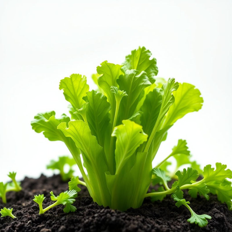 Green Salad Vegetable Seeds for Easy Planting