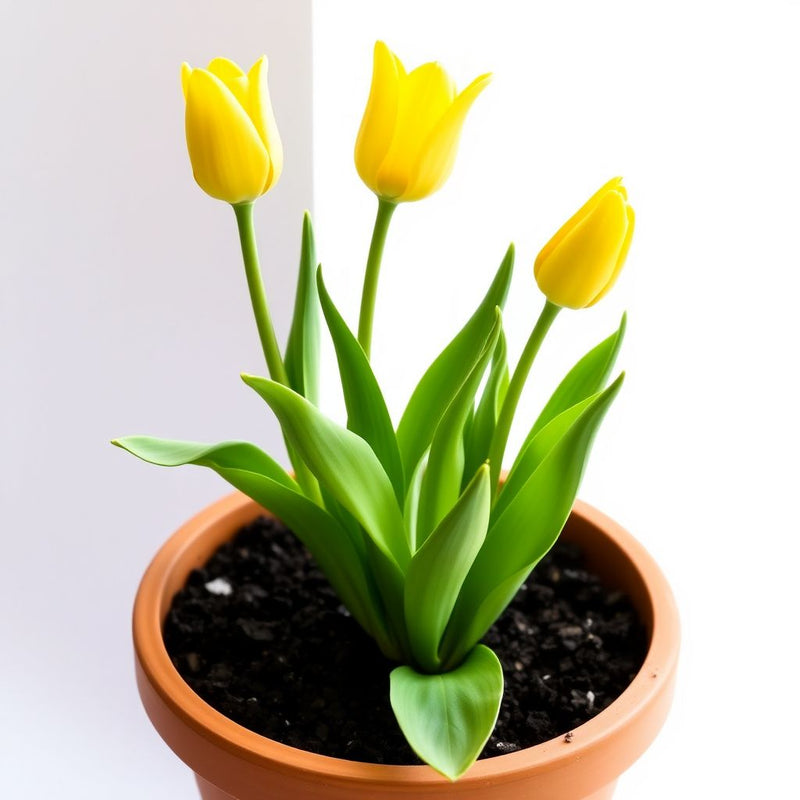 Yellow Tulip Flower seeds for Planting Shade Tolerant Heirloom & GMO Free Seeds for Home Garden