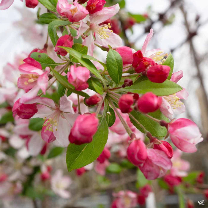 Sargent Crab Apple (Malus Sargentii) Shrub Hummingbird Flower White Red Seeds