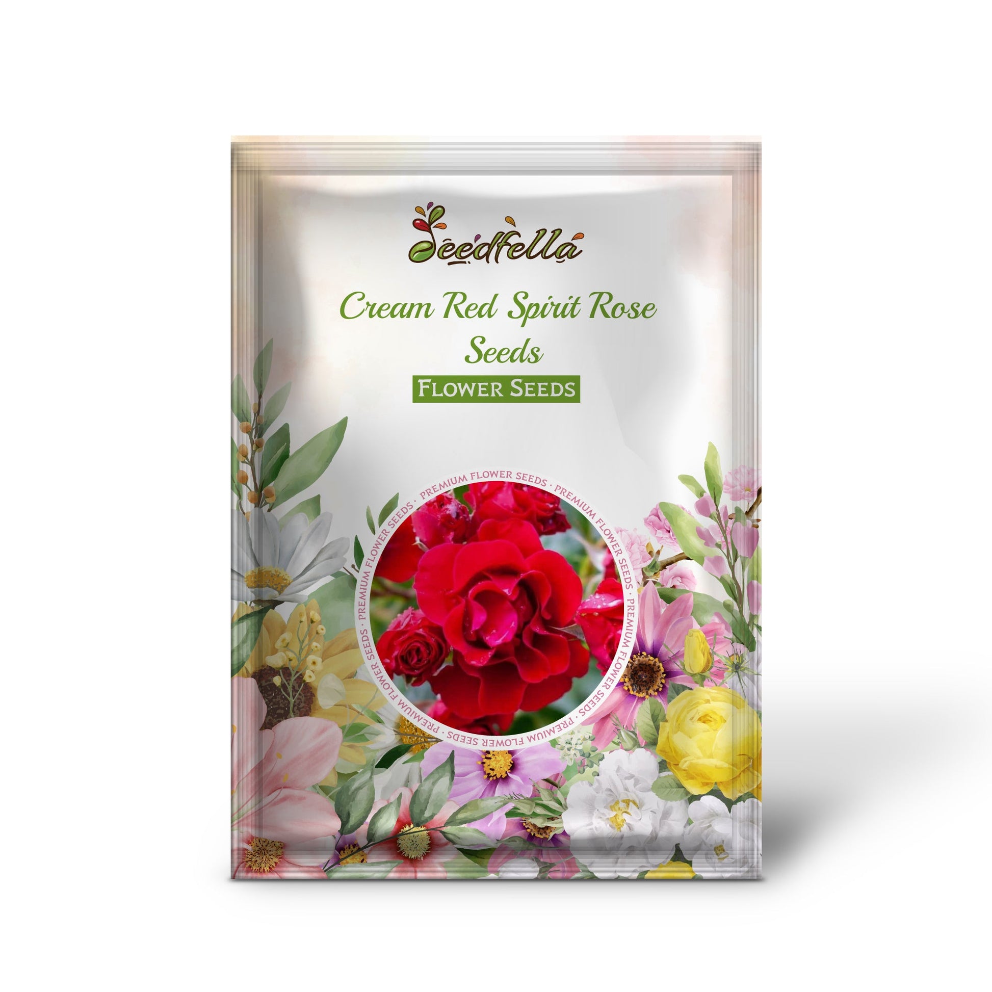 Cream Red Spirit Rose flowers blooming in garden