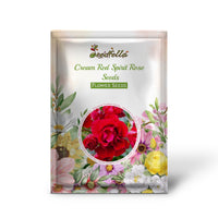 Cream Red Spirit Rose flowers blooming in garden