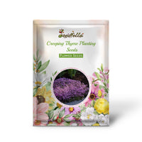 Creeping Thyme ground cover flowers
