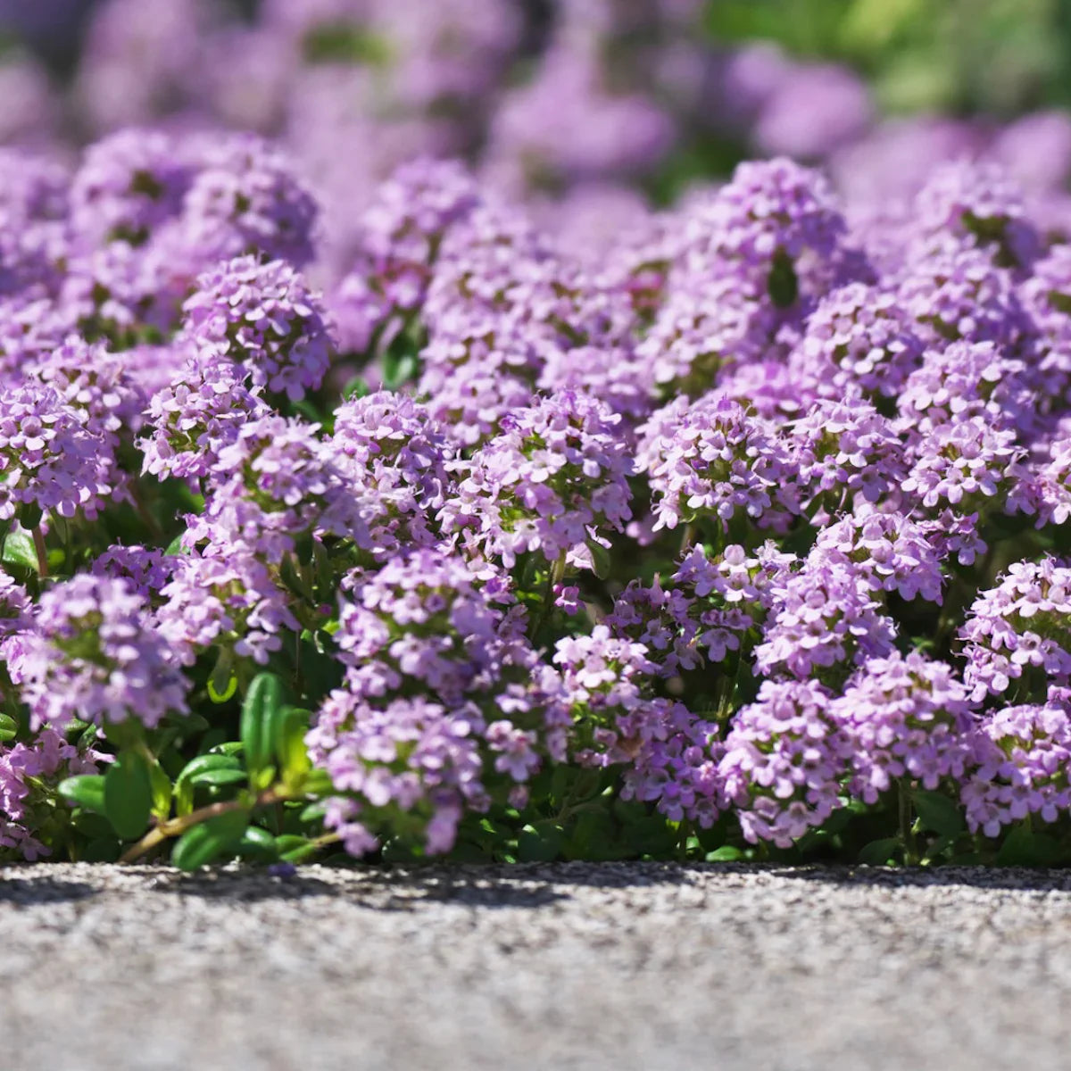 Non-GMO Creeping Thyme seeds