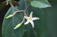 Non GMO Cryptolepis seeds for planting