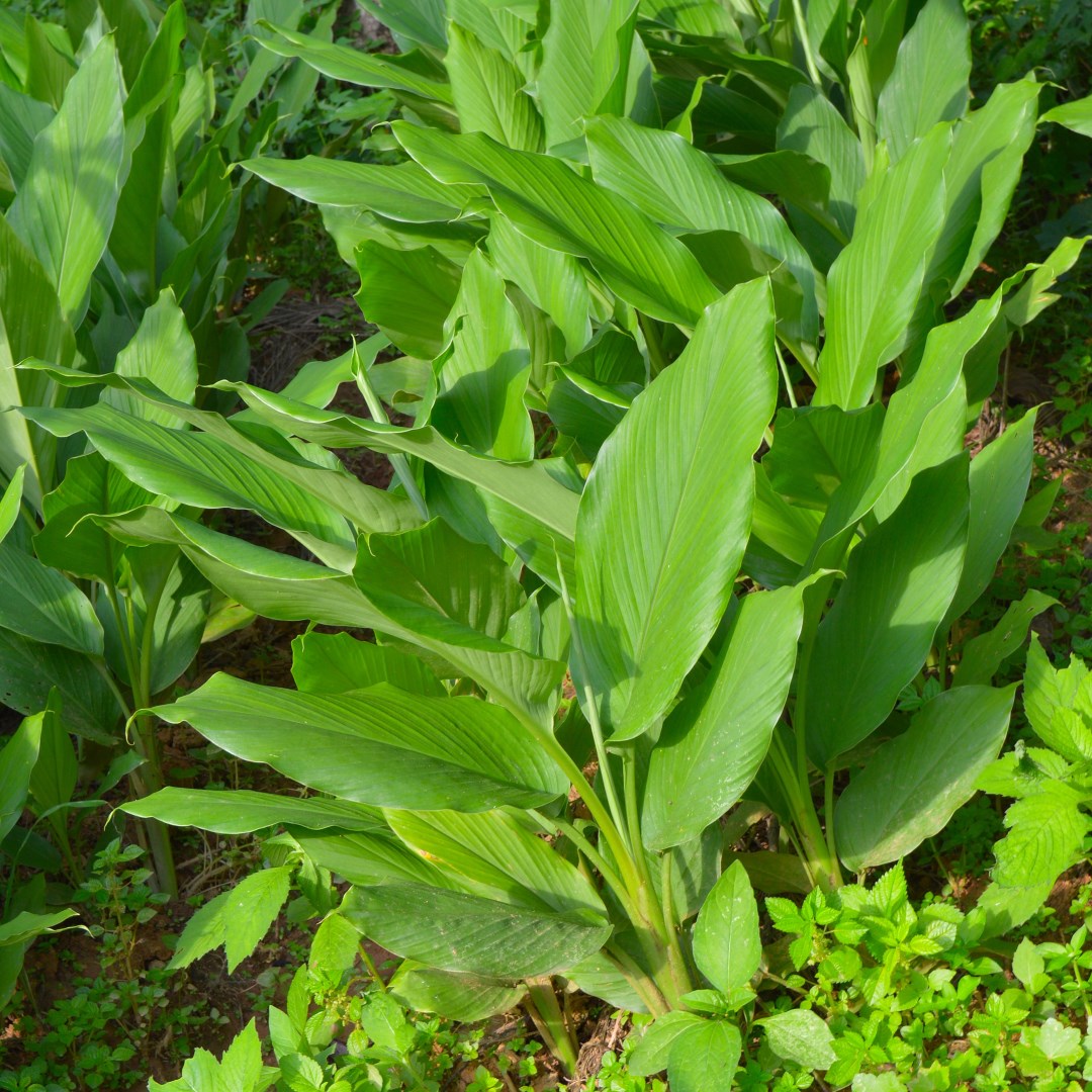 Curcuma Longa Seeds for Planting - Mixed Varieties