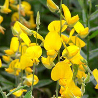 Perennial cyclamen light yellow seeds for planting
