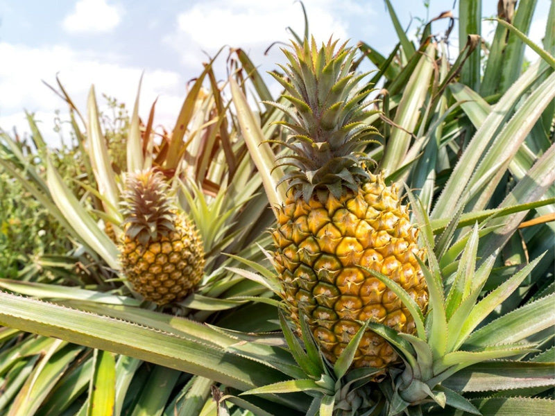 Pineapple Seeds for Planting  Grow Your Own Pineapple Fruits