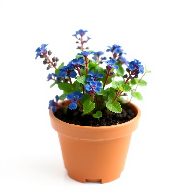 Ajuga Reptans Blue Planting Seeds