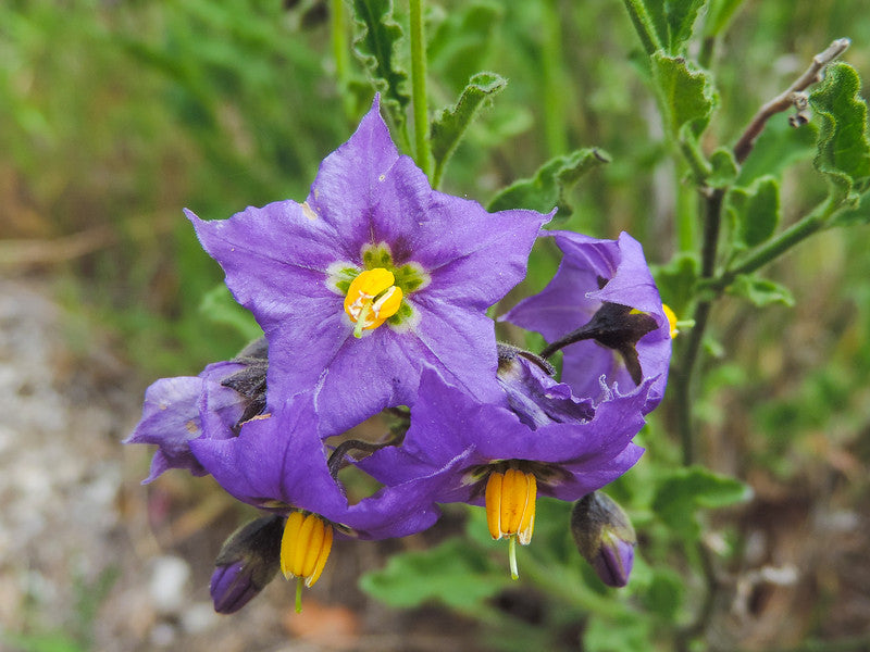 Solanum Flower Seeds for Colorful Garden Blooms  Perfect for Planting and Cultivating Stunning Flower Displays!