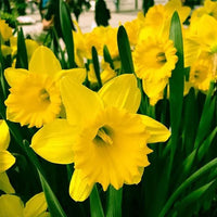 Mixed daffodil seeds collection for planting