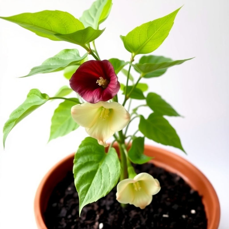 Abutilon Hybridum Flower Seeds - Complete Planting