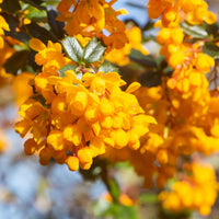 Yellow Darwinii flowering seeds for gardening