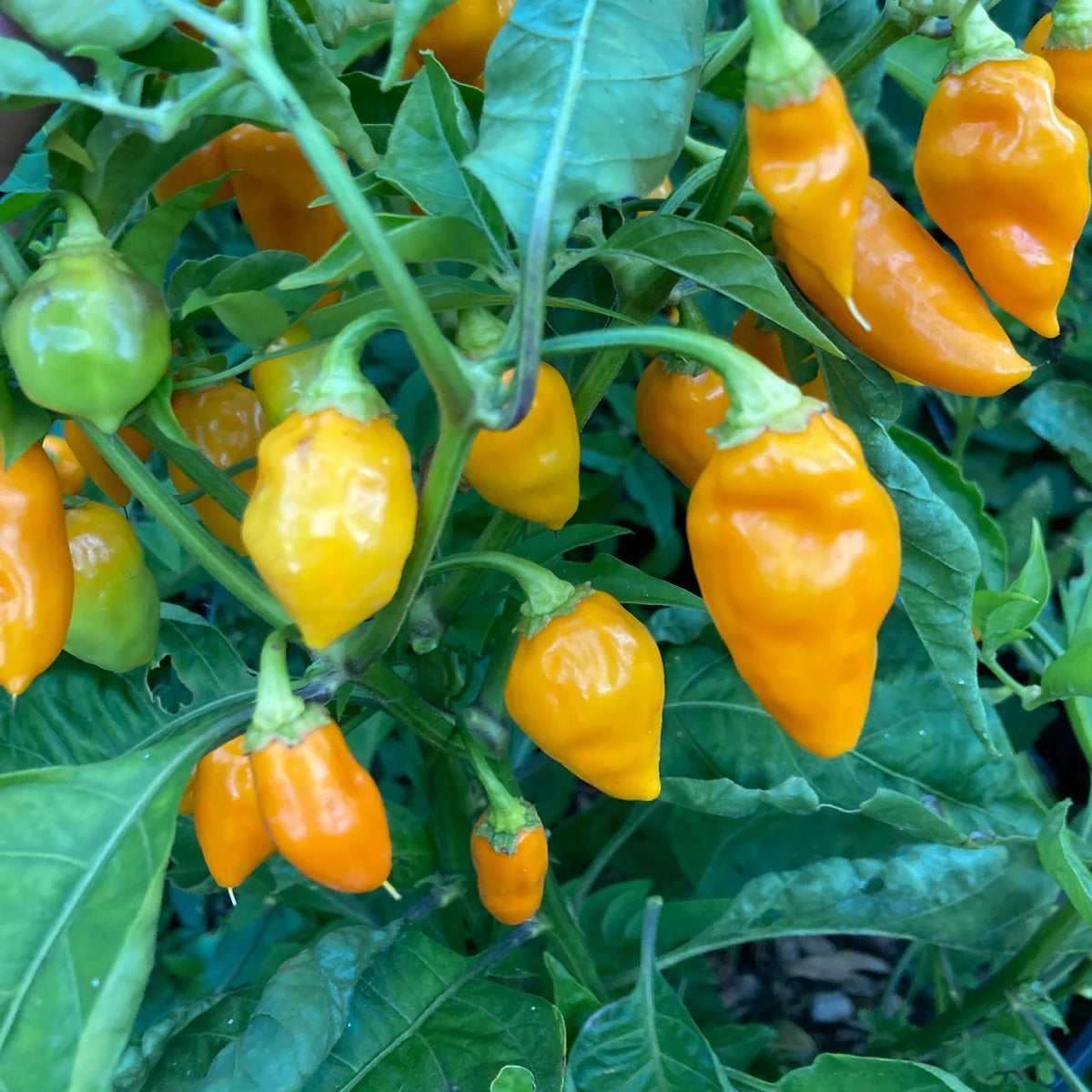 Datil Pepper Vegetable Seeds for Home Planting