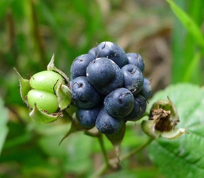Dewberry Fruit Seeds for Planting - Grow Juicy Berries at Home