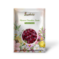 Maroon Dianthus garden seeds for outdoor planting