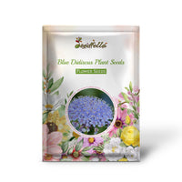 Blue Didiscus garden seeds for outdoor planting