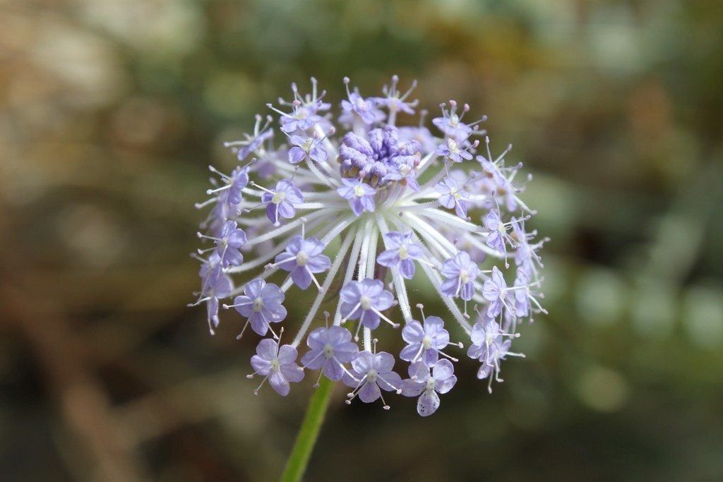 Non GMO blue Didiscus seeds