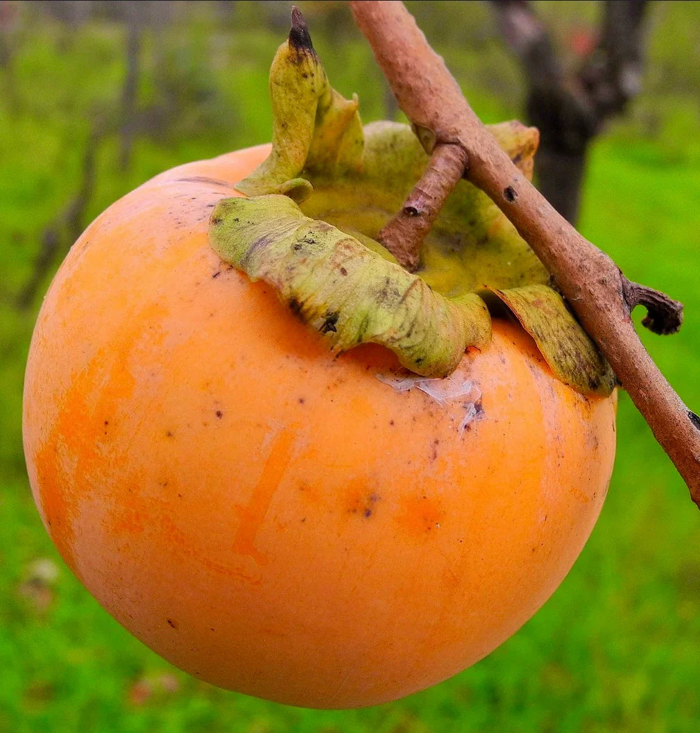 Orange Diospyros Seeds  Perfect for Your Garden
