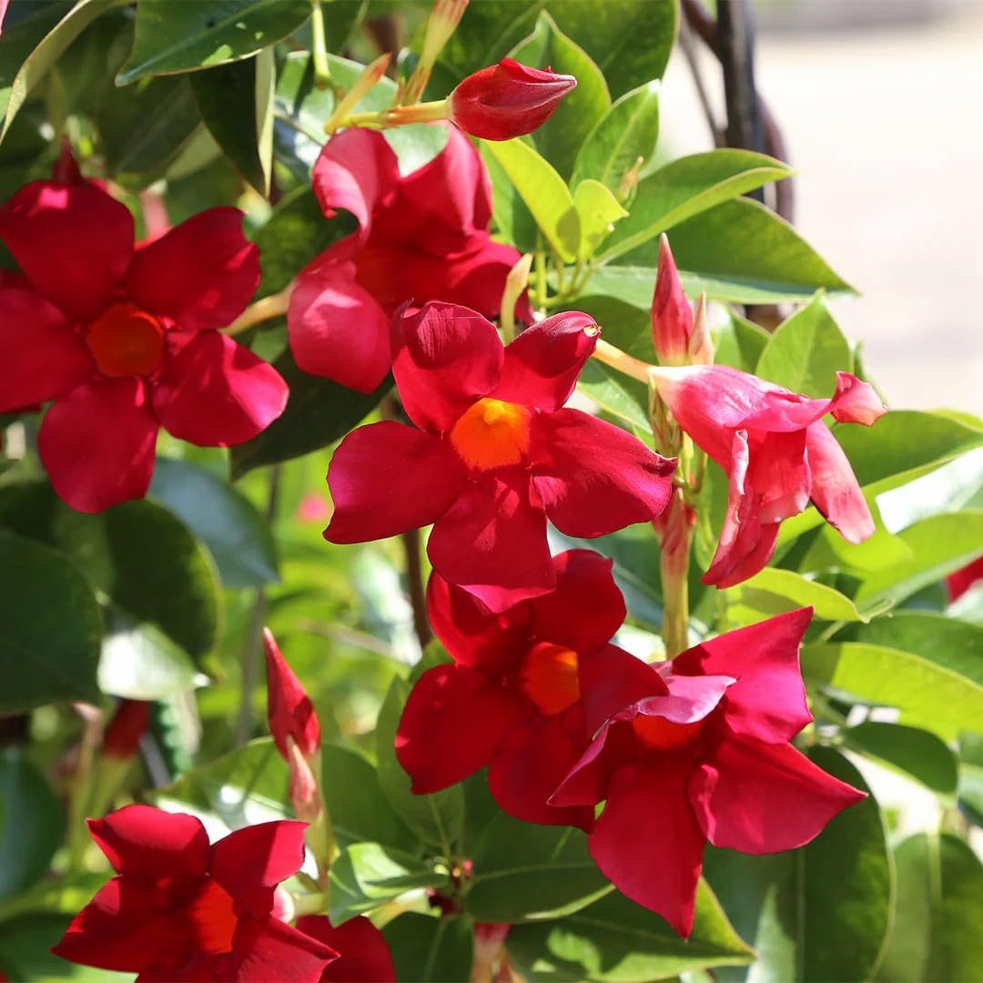 Non-GMO Dipladenia red seeds