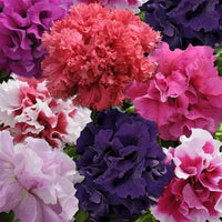 Non GMO Double Pink Petunia seeds